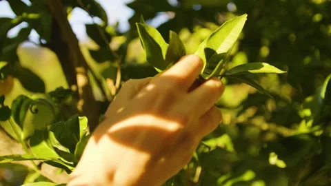 Close-up of a womans hand picking a tangerine from a tree. Tangerine trees. Video stock 320543848