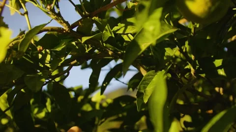 Close-up of a womans hand picking a tangerine from a tree. Tangerine trees. Video stock 320543853