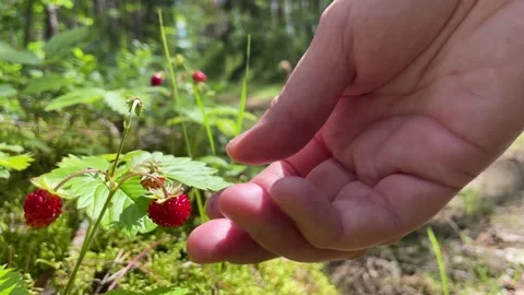 Close-up. A woman's hand picking wild strawberries in the forest on a sunny day. Stock Footage 279536261