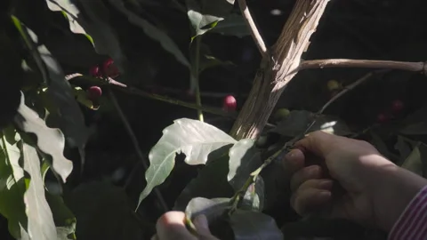 Close up of woman's hand picks cherry coffee Video stock 164043138