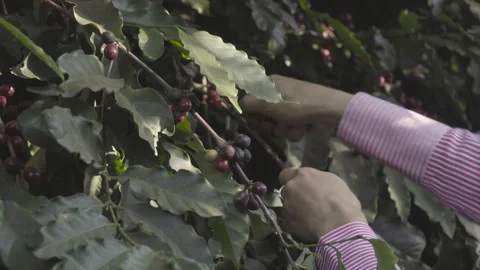 Close up of woman's hand picks cherry coffee Stock-Footage 164043266