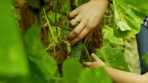 Close-up of a woman's hand plucking a cucumber in a greenhouse. Video stock 255996563