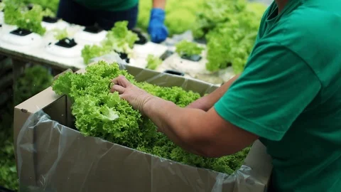 Close up of a woman's hand puts a lettuce work on the factory hydroponics Stock Footage 99414560