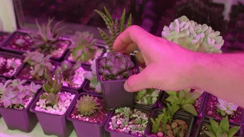 Close up of womans hand putting succulent plant pot down. Variety of succulent Video stock 166527641