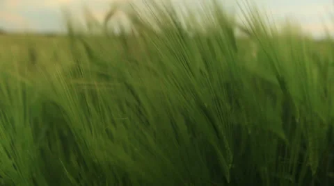 Close-up of woman's hand running through wheat field 動画素材 37742956
