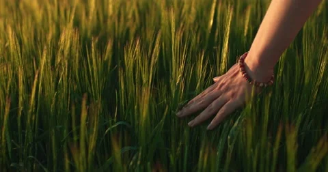 Close-up of woman's hand running through wheat field, dolly shot. Slow motion 스톡 동영상 50728293