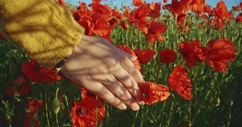 Close-up of woman's hand running through poppies field, crane shot. Slow motion Vidéo 50992735