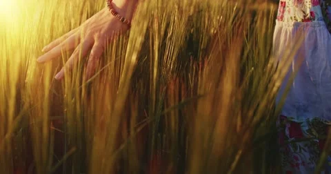 Close-up of woman's hand running through wheat field, dolly shot. Slow motion Stock-Footage 50997500
