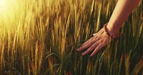Close-up of woman's hand running through wheat field, dolly shot. Slow motion Vidéo 50998142