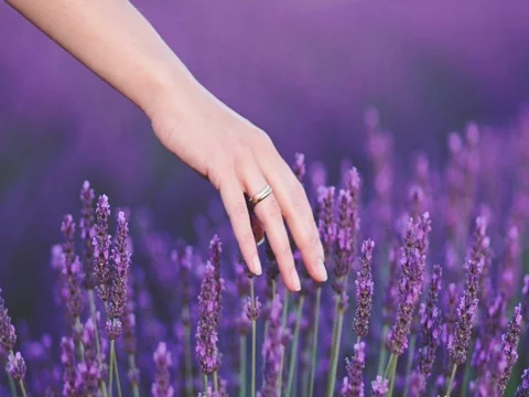 Close-up of woman's hand running through lavender field. SLOW MOTION 120 fps. Stock Footage