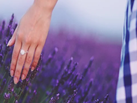 Close-up of woman's hand running through lavender field. SLOW MOTION 120 fps. Stock Footage 73436464