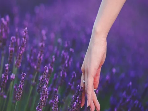 Close-up of woman's hand running through lavender field. SLOW MOTION 120 fps. Vidéo 73438432