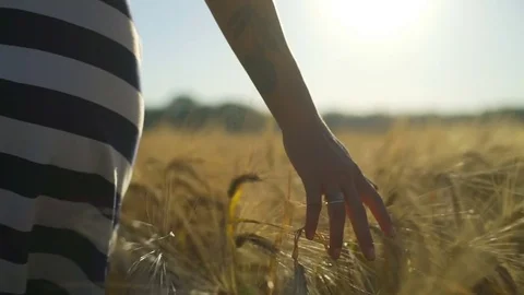 Close-up of woman's hand running through wheat field sunny rapid slow motion Stock Footage 77345215