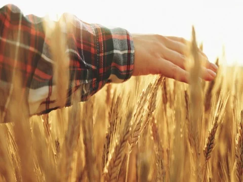 Close-up of Woman's Hand Running Through Wheat Field. SLOW MOTION 4K DCi. Stock Footage 77815504