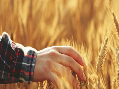 Close-up of Woman's Hand Running Through Wheat Field. SLOW MOTION 4K DCi. Stock Footage