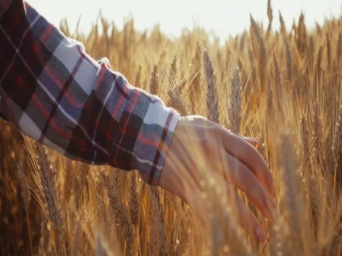 Close-up of Woman's Hand Running Through Wheat Field. SLOW MOTION 4K DCi. Stock Footage 77816314