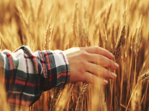 Close-up of Woman's Hand Running Through Wheat Field. SLOW MOTION 4K DCi. 動画素材 77816426