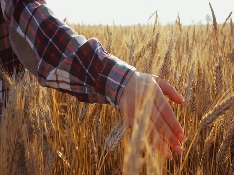 Close-up of Woman's Hand Running Through Wheat Field. SLOW MOTION 4K DCi. Stock Footage 77816585