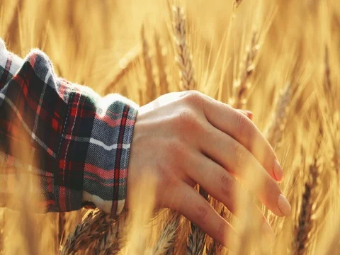 Close-up of Woman's Hand Running Through Wheat Field. SLOW MOTION 4K DCi. Stock Footage 77816691