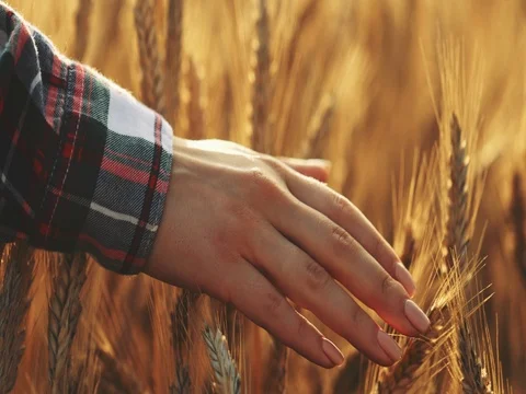 Close-up of Woman's Hand Running Through Wheat Field. SLOW MOTION 4K DCi. Video stock 77817080