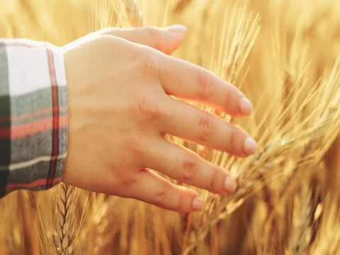 Close-up of Woman's Hand Running Through Wheat Field. SLOW MOTION 4K DCi. Stock Footage 77817204