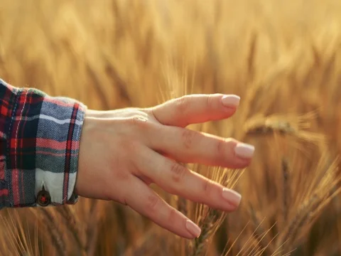 Close-up of Woman's Hand Running Through Wheat Field. SLOW MOTION 4K DCi. 스톡 동영상 77817205