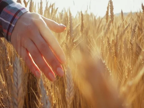 Close-up of Woman's Hand Running Through Wheat Field. SLOW MOTION 4K DCi. Stock Footage 77817280