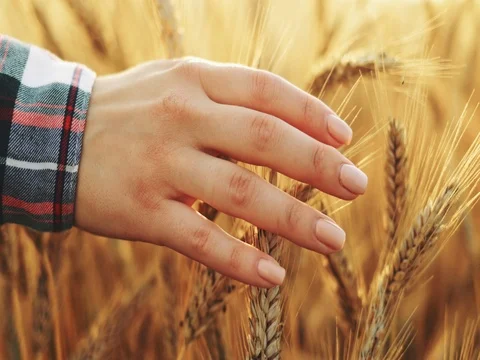 Close-up of Woman's Hand Running Through Wheat Field. SLOW MOTION 4K DCi. 库存影片 77817283