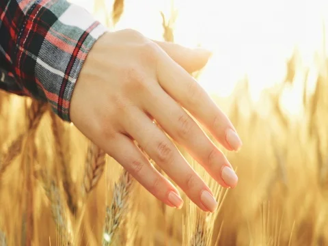 Close-up of Woman's Hand Running Through Wheat Field. SLOW MOTION 4K DCi. Stock Footage 77817323