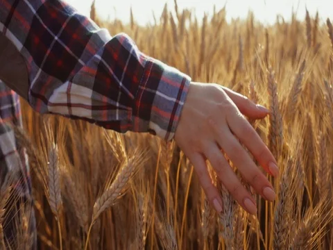 Close-up of Woman's Hand Running Through Wheat Field. SLOW MOTION 4K DCi. Видео 77817371