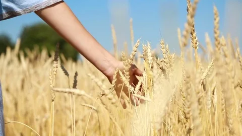 Close-up of woman's hand running through wheat field against blue sky Harvesting Stock Footage 80337324