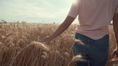 Close-up of woman's hand running through organic wheat field, steadicam shot Vídeo Stock 92091591