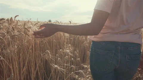 Close-up of woman's hand running through organic wheat field, steadicam shot 스톡 동영상 92091750