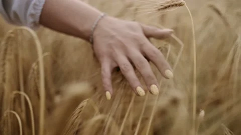 Close-up of Woman's Hand Running Through Wheat Field, dolly shot, SLOW MOTION 4K Stock Footage 172066377