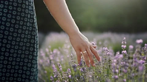 Close-up of woman's hand running through lavender field. Stabilized shot, Girl's Stock-Footage 177441575
