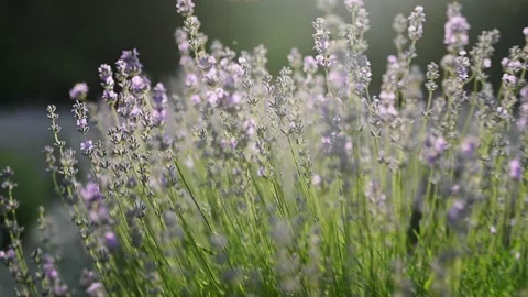 Close-up of woman's hand running through lavender field, Girl's hand touching Stock Footage 177442490