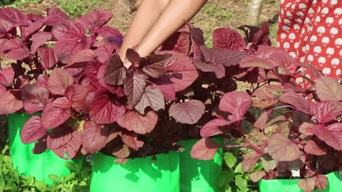 Close-up of a  woman's hand seen harvesting red spinach leaves Stock Footage 297435733
