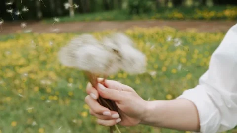 Close-up of a woman's hand shaking dandelions, flying seeds.Slow motion. Stock Footage 199241765