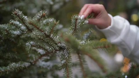 Close-up of woman's hand shaking off snow from spruce branch Stock Footage 168705925