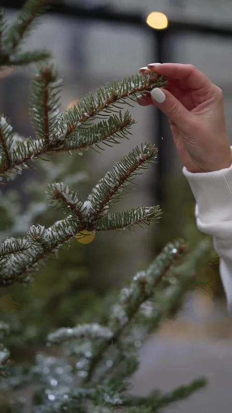 Close-up of woman's hand shaking off snow from spruce branch Stock Footage 168711207