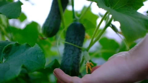 Close-up of a woman's hand shows a cucumber on a cucumber vine in a greenhouse Stock Footage 162662633