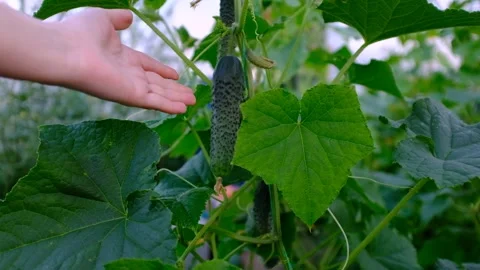 Close-up of a woman's hand shows a cucumber on a cucumber vine in a greenhouse Stock Footage 162894296