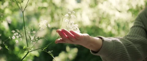 Close-up of woman’s hand softly holding small white flowers in forest park Stock Footage 323934005