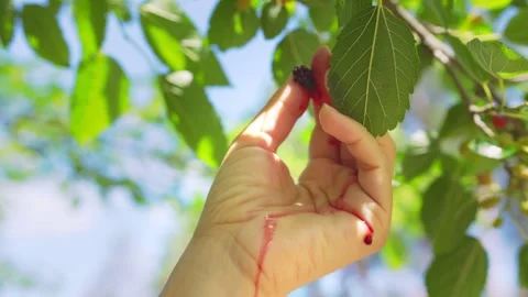 Close-up of a woman's hand squeezing a mulberry, juice flowing through fingers Video stock 277986731