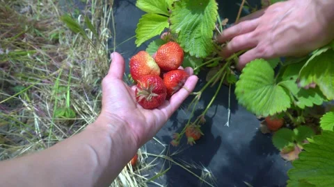 Close-up of a woman's hand with a strawberry. Stock Footage 277362543