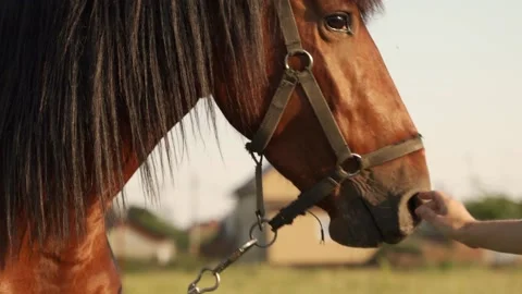 Close-up of a woman's hand stroking a beautiful chestnut brown horse in a meadow Stockbeeldmateriaal 213246703