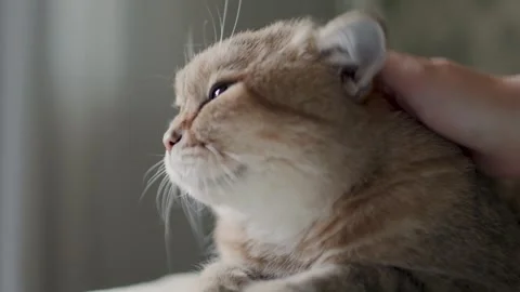 Close-up of woman's hand stroking a British cat, lying relaxed on the bed. The Stock Footage 246338707