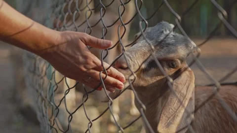 Close-up of a woman's hand stroking a goat behind bars, animal care concept Stock Footage 278217862