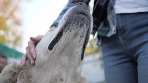 Close-up of woman's hand stroking head of large Retriever dog Video stock 144554470