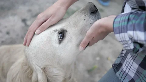 Close-up of woman's hand stroking head of large Retriever dog Video stock 144627143